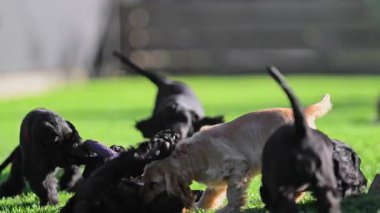 Mutlu cocker spaniel köpek yavruları bahçede koşuyor