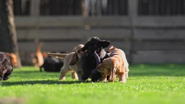 Sevimli spanyeller yavaş çekimde doğanın tadını çıkarıyorlar.