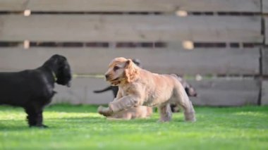 Arka bahçede 4K yavaş çekimde yakalanan sevimli spanyeller.