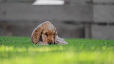 Tatlı köpek yavrusu çimlerin üzerinde yatıyor.