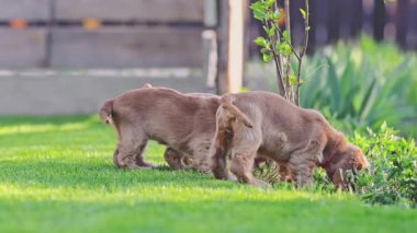Şirin köpek yavruları bahçede birbirini kovalıyor.