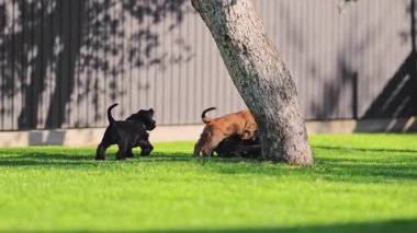 Saf köpek yavruları bahçede doğayı keşfediyorlar.