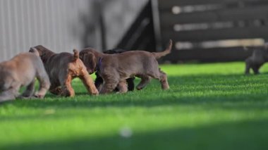 Yavrular yaz güneşinin altında ağır ağır koşuyor.