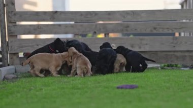 Mutlu cocker spanyel köpek yavruları birlikte koşuyor.