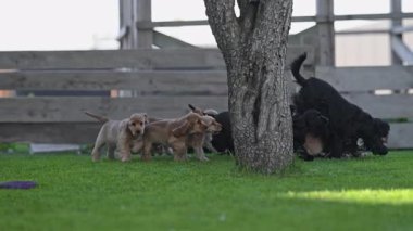 Güneşli çimlerde oynayan aptal köpek yavruları..