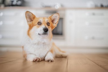 Mutlu Corgi mutfak zemininde dinleniyor, rahat ev hayatı anı.