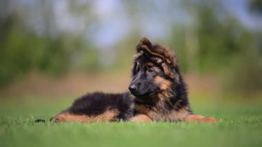 Yumuşak Alman çoban köpeği 4K ağır çekimde yeşil çimlerde dinleniyor..