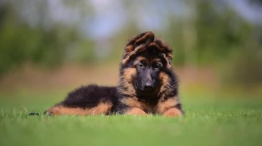 Genç çoban köpeği otların üzerinde dinleniyor, yaşam tarzı yavaş çekim.