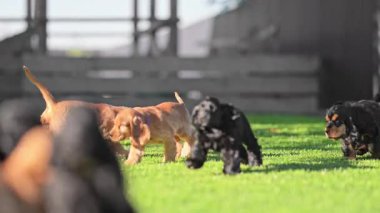 Neşeli köpekler bahçede oynuyor ve kovalıyor.