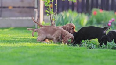 Enerjik yavrular arka bahçede özgürlüğün tadını çıkarıyorlar.