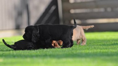 Mutlu aile hayvanları güneşli çimlerde koşuyor.