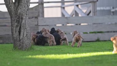 Sevimli spanyel ailesi arka bahçede oynaşıyor..