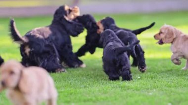 Neşeli köpek ailesi arka bahçede eğleniyor..