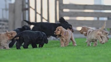 Köpek yavruları ve anne köpek dışarıda kaynaşıyor..