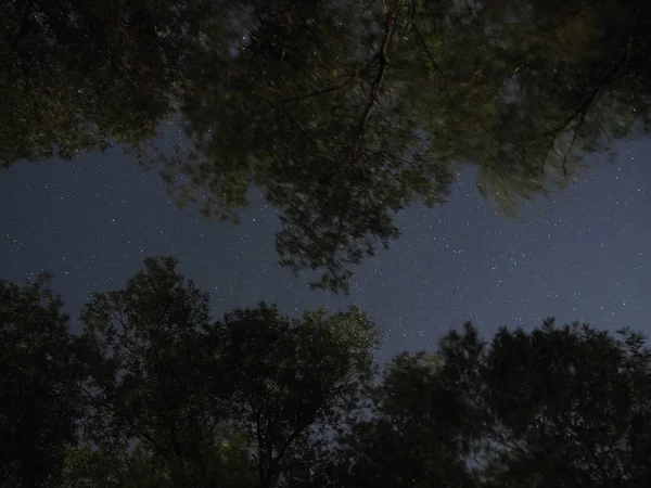 Gece yıldızlı gökyüzü ağaçların arasından görünür