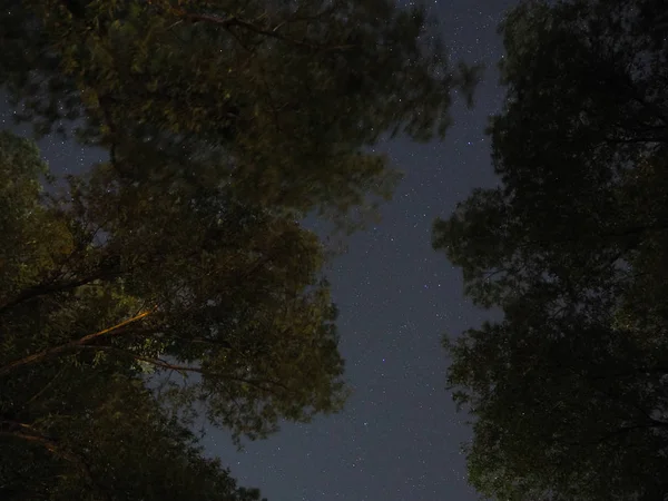 Gece yıldızlı gökyüzü ağaçların arasından görünür