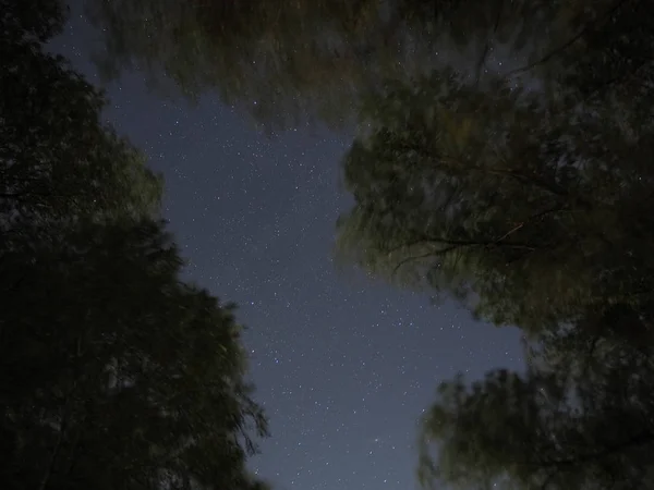 Gece yıldızlı gökyüzü ağaçların arasından görünür
