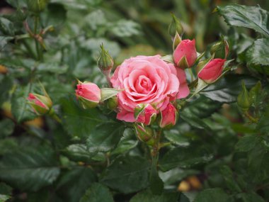 Sonbahar bahçesinde zarif pembe gül çiçeği