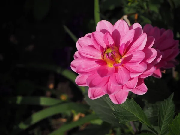 Beautiful pink dahlia flower in the city garden in autumn