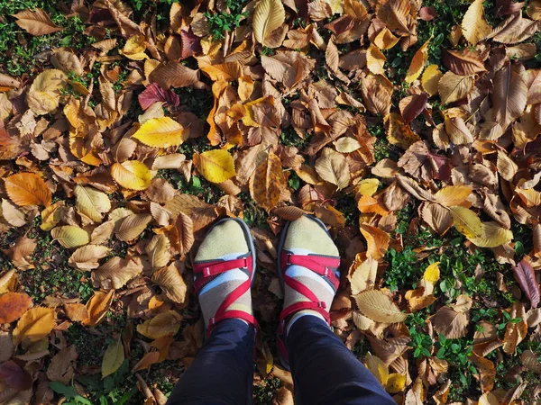 Feet in sandals on yellow autumn leaves