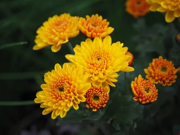 Multiflora sarı kasımpatı sonbahar bahçe