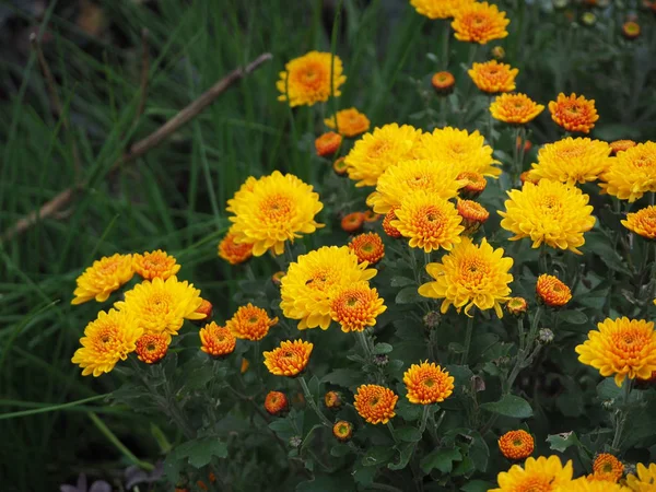 Multiflora sarı kasımpatı sonbahar bahçe