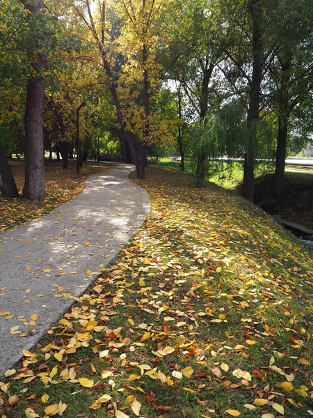 Sonbahar parkının rahat bir köşesinde yerde bir sürü sarı yaprak var.