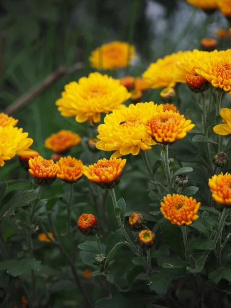 Gelbe Chrysanthemen Der Multiflora Herbstlichen Garten — Stockfoto