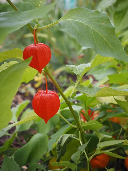 Dos Brillantes Cajas Naranjas Physalis Jardín Otoño — Foto de Stock