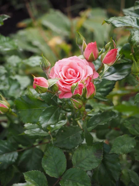 Sonbahar bahçesinde hoş pembe bir gül çiçeği