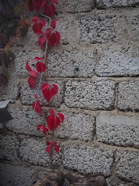 Duvarda genç kızlık üzümlerinden parlak kırmızı bir dal