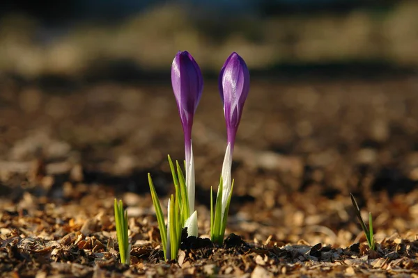 Ein Paar Krokusse Vorfrühling Garten — Stockfoto