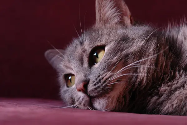 Güzel gözlü bir kedi.