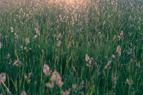 Πράσινο Γρασίδι Ένα Χωράφι Στο Ηλιοβασίλεμα — Φωτογραφία Αρχείου