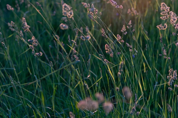 Green Grass Field Sunset — Stock Photo, Image