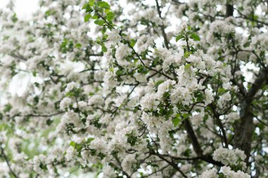 Beyaz elma ağacı çiçekleri baharda dışarıda.