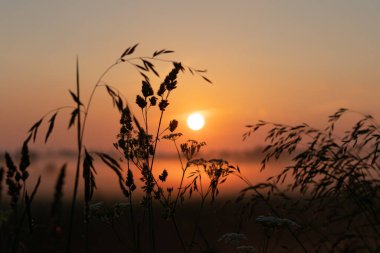 Güzel yaz günbatımı tarlada, çimlerle kaplı bir tarlanın üzerinde turuncu güneş.