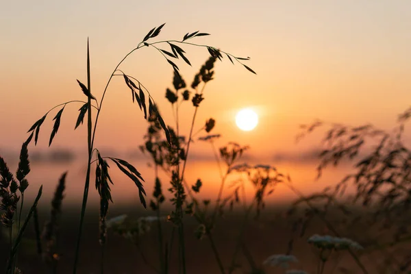 beautiful summer sunset in the field, orange sun over a field with grass