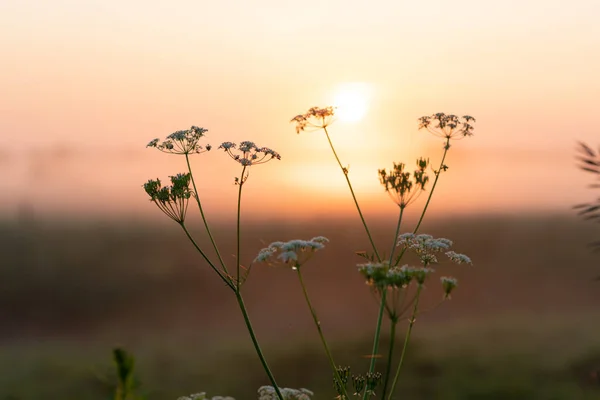 beautiful summer sunset in the field, orange sun over a field with grass