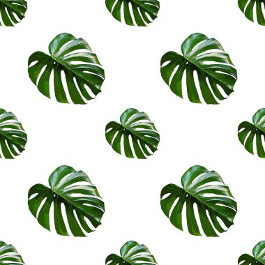 Monstera Deliciosa yaprağı pürüzsüz desen. Orman bitkileriyle modern tropikal arka plan. Palmiye yapraklı yeşil egzotik desen