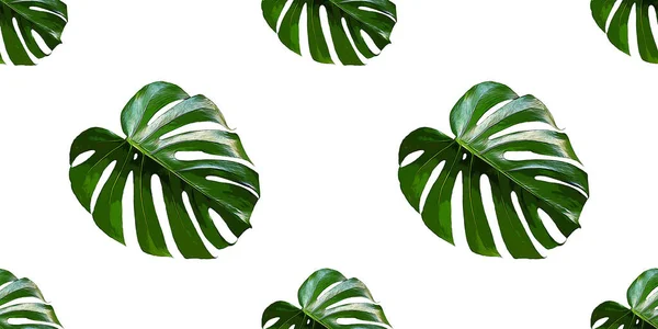 Листья Monstera Deliciosa Бесшовные Современный Тропический Фон Джунглями Растений Зеленый — стоковое фото