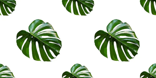 Monstera Deliciosa 잎없는 지방의 식물들 야자나무 녹색의 — 스톡 사진