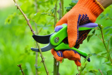 Bahçede bahar budama gülleri, mezhepçiyle bahçıvan eli.