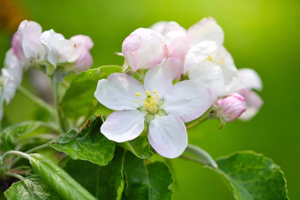 Apple Blommor Solsken Över Naturliga Grön Bakgrund — Stockfoto