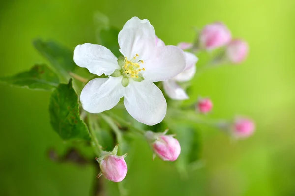 Flores Manzana Sobre Fondo Verde Natural —  Fotos de Stock