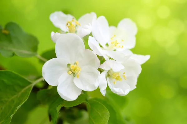 Apple Bloemen Zon Natuurlijke Groene Achtergrond — Stockfoto