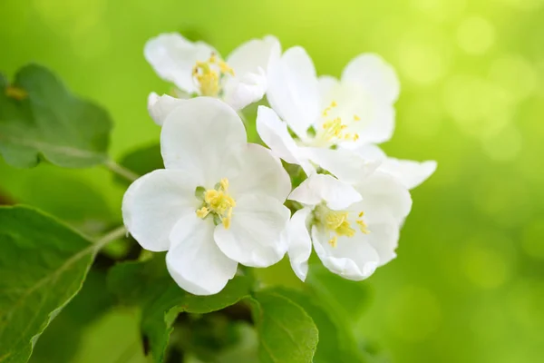 在阳光下的苹果花自然绿色背景 — 图库照片