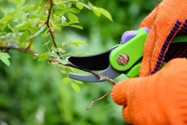 Tavaszi Rózsák Metszése Kertben Kertészkezek Metszőollyal — Stock Fotó