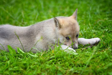 Şirin Sibirya çimlere uzanmış Laika portresi