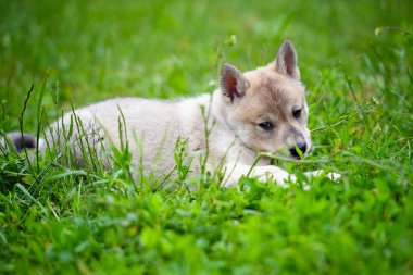 Şirin Sibirya çimlere uzanmış Laika portresi